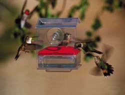 WBU Window Hummingbird Feeder